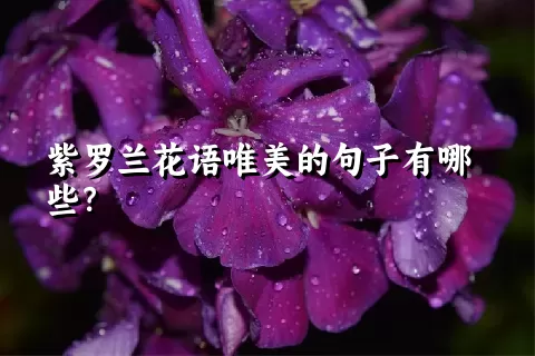 紫罗兰花语唯美的句子有哪些？