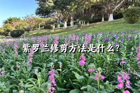 紫罗兰修剪方法是什么？