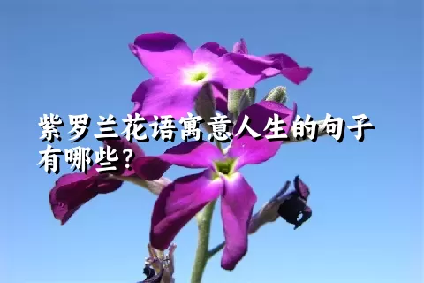 紫罗兰花语寓意人生的句子有哪些？