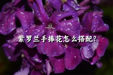 紫罗兰手捧花怎么搭配？