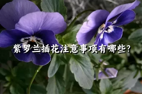 紫罗兰插花注意事项有哪些？