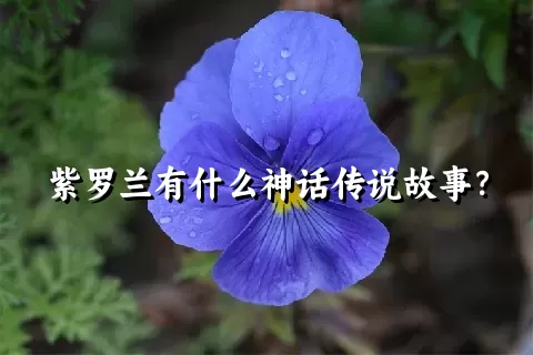 紫罗兰有什么神话传说故事？