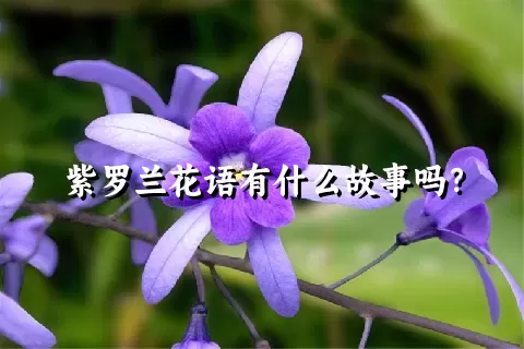 紫罗兰花语有什么故事吗？