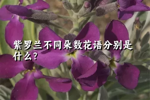 紫罗兰不同朵数花语分别是什么？