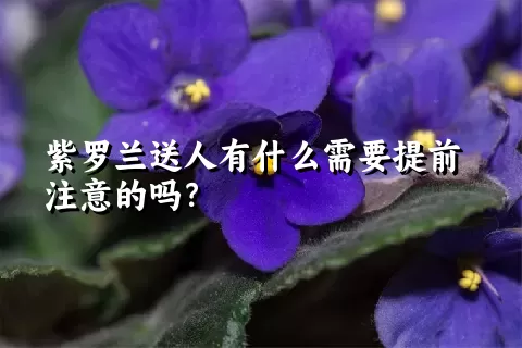 紫罗兰送人有什么需要提前注意的吗？