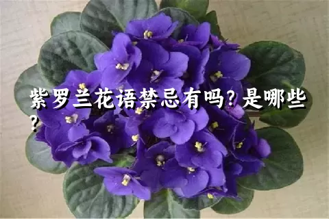 紫罗兰花语禁忌有吗？是哪些？