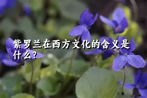 紫罗兰在西方文化的含义是什么？