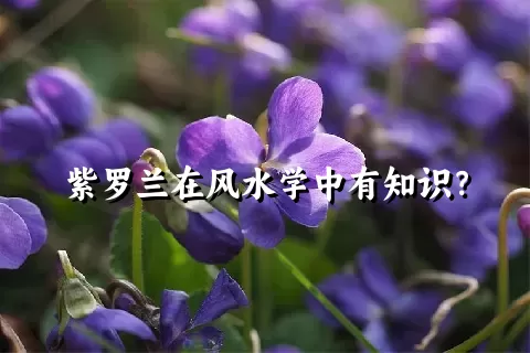 紫罗兰在风水学中有知识？