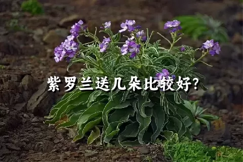 紫罗兰送几朵比较好？