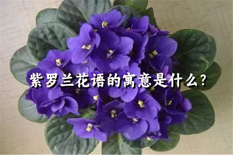 紫罗兰花语的寓意是什么？