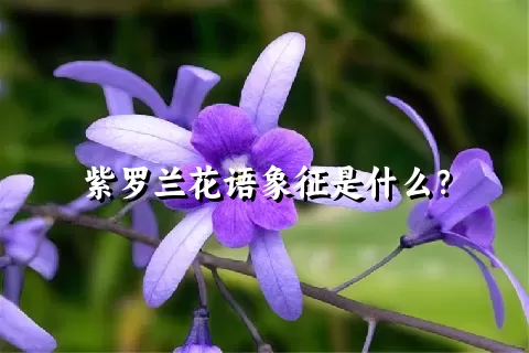 紫罗兰花语象征是什么？