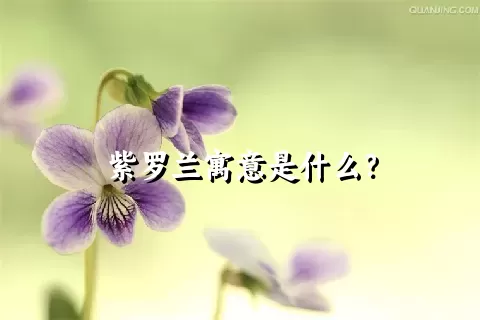 紫罗兰寓意是什么？