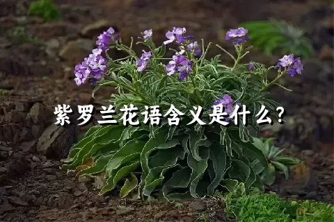 紫罗兰花语含义是什么？