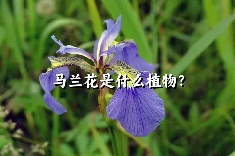 马兰花是什么植物？