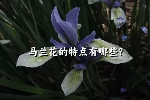 马兰花的特点有哪些？