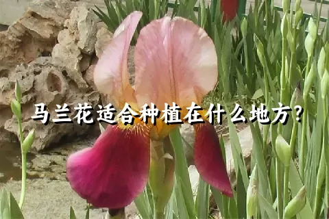 马兰花适合种植在什么地方？