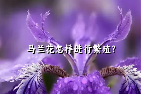 马兰花怎样进行繁殖？