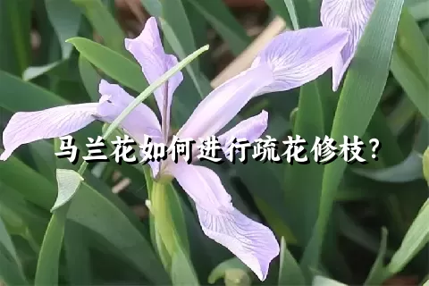 马兰花如何进行疏花修枝？