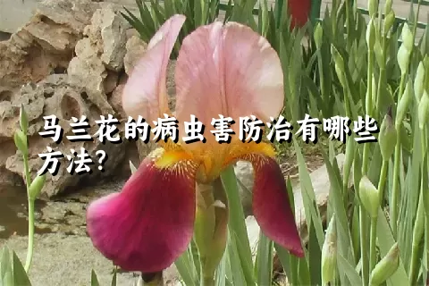 马兰花的病虫害防治有哪些方法？