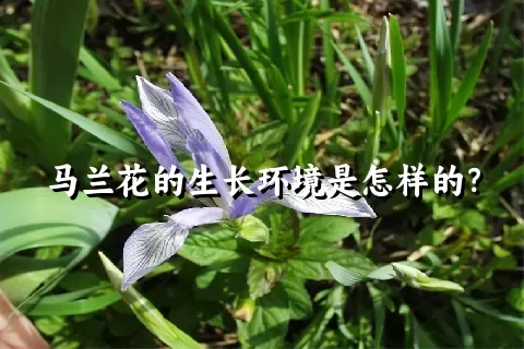 马兰花的生长环境是怎样的？