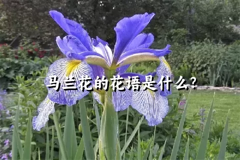 马兰花的花语是什么？