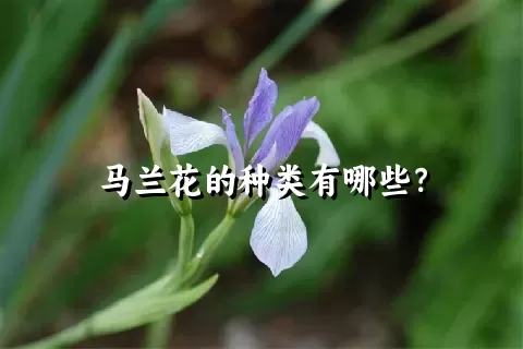 马兰花的种类有哪些？