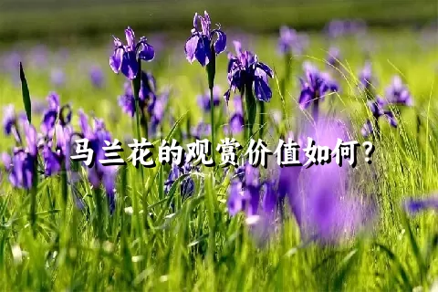 马兰花的观赏价值如何？