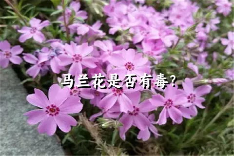 马兰花是否有毒？