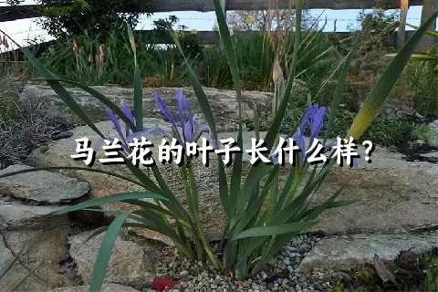 马兰花的叶子长什么样？