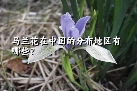 马兰花在中国的分布地区有哪些？