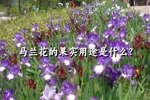 马兰花的果实用途是什么？