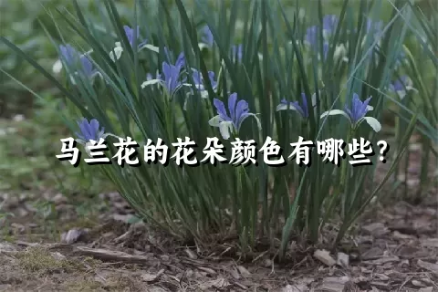 马兰花的花朵颜色有哪些？