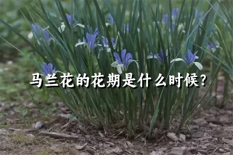 马兰花的花期是什么时候？