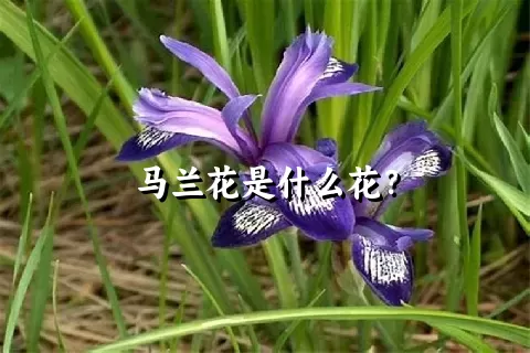 马兰花是什么花？