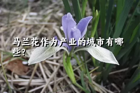 马兰花作为产业的城市有哪些？