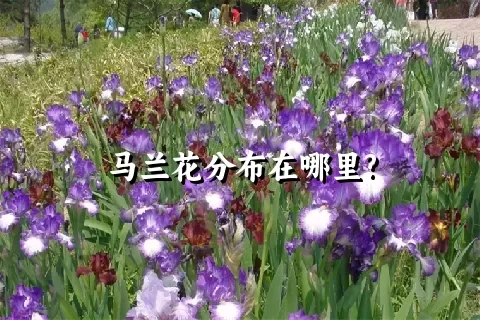 马兰花分布在哪里?