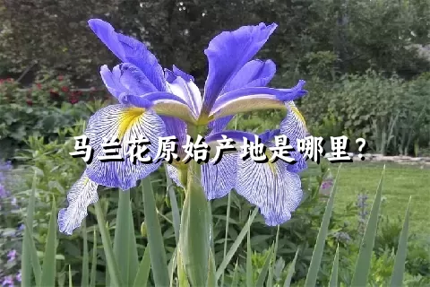 马兰花原始产地是哪里？