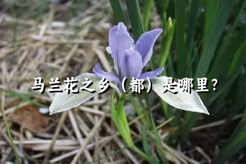 马兰花之乡（都）是哪里？