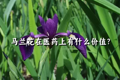 马兰花在医药上有什么价值？