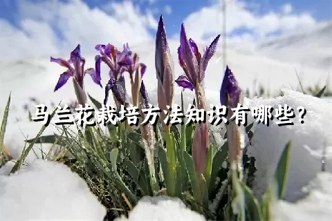 马兰花栽培方法知识有哪些？