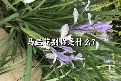 马兰花别称是什么？