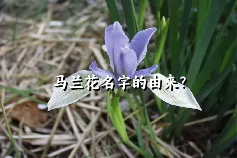 马兰花名字的由来？