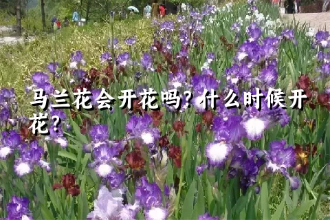 马兰花会开花吗？什么时候开花？