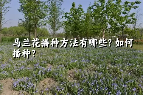 马兰花播种方法有哪些？如何播种？