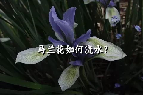 马兰花如何浇水？