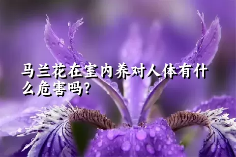 马兰花在室内养对人体有什么危害吗？