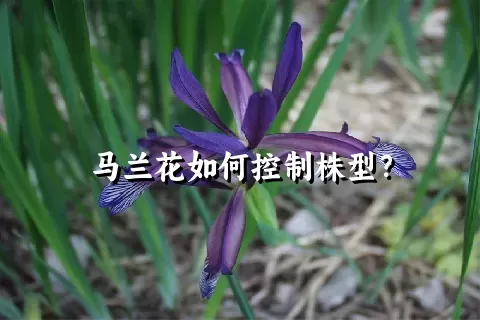 马兰花如何控制株型？