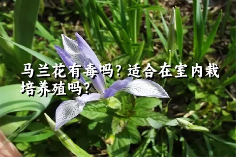 马兰花有毒吗？适合在室内栽培养殖吗？