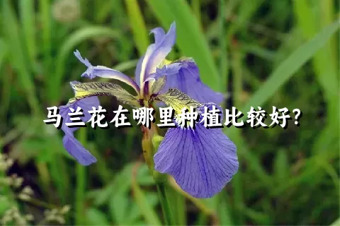 马兰花在哪里种植比较好？