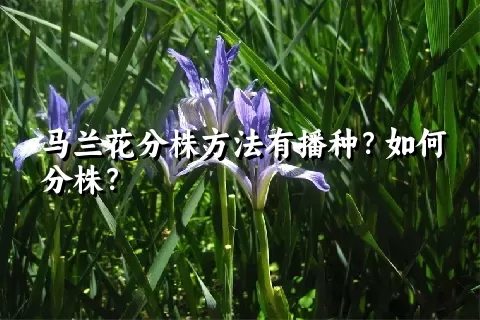 马兰花分株方法有播种？如何分株？